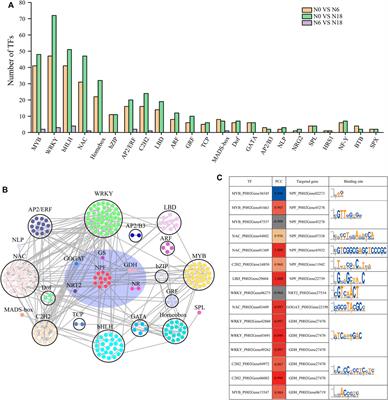 An Integrated Regulatory Network of mRNAs, microRNAs, and lncRNAs Involved in Nitrogen Metabolism of Moso Bamboo